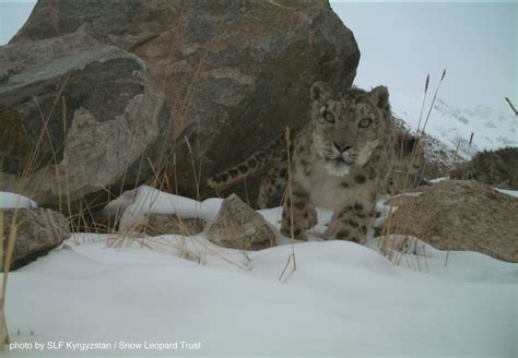 Stunning New Snow Leopard Pics From Kyrgyzstan - Snow Leopard Trust