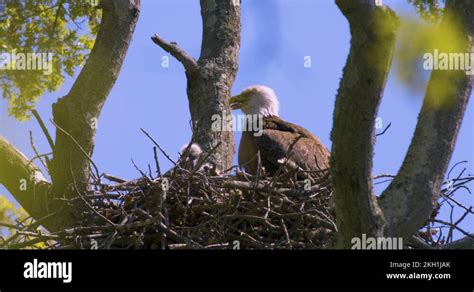 Bald eagle family nest Stock Videos & Footage - HD and 4K Video Clips - Alamy