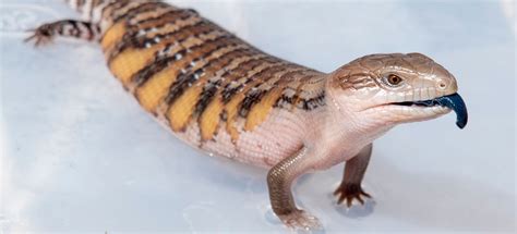 Ideal Habitat for Adult Northern Blue-tongue Skink – Lizard Cafe