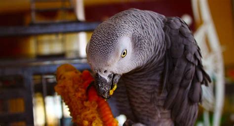 Choosing African Grey Parrot Food - Healthy Diets for Happy Birds!