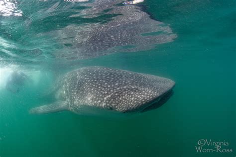 Diving in Sea of Cortez - Bluewater Dive Travel