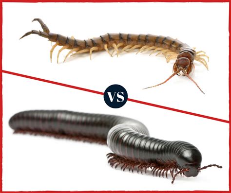 Centipede And Millipede Differences - fasrbt