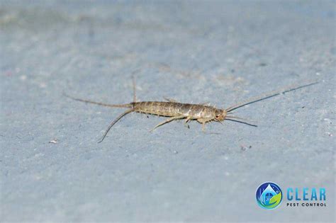 Silverfish Removal Dublin