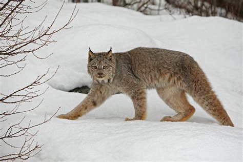 Lynx In Snow-2 Photograph by Denny Bingaman