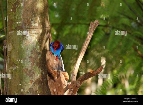 sri lanka blue magpie in the sinharaja jungle Stock Photo - Alamy