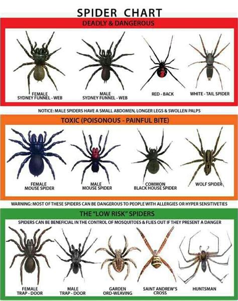 20 best Spider chart images on Pinterest