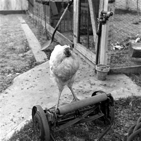 Miracle Mike: The Story of the Chicken That Lived for 18 Months Without a Head | Vintage News Daily