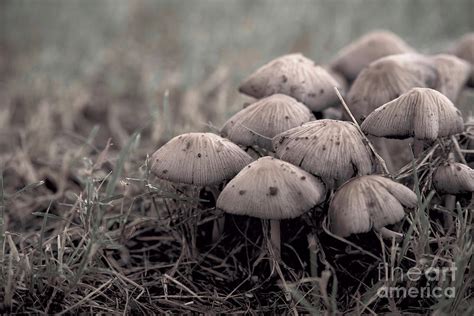 Texas Wild Mushrooms Photograph by Jerry Editor - Fine Art America