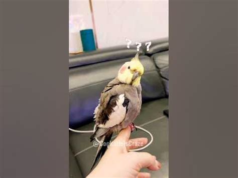 Adorable Cockatiel Jojo's Cute and amusing moments 😄 💖 💕 #cockatielscraze - YouTube