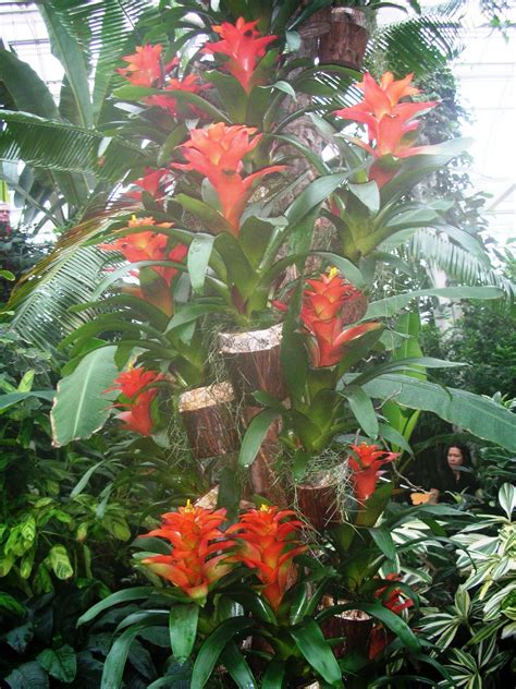 Exotic Butterflies at the RHS Wisley Gardens, England | Ozlem's Turkish TableOzlem's Turkish Table