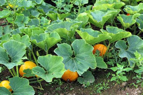 What Is a Pumpkin Tree Plant? | ehow