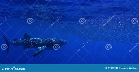 A whale shark feeding. stock photo. Image of blue, snorkel - 19063246