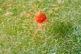 Red Spider mite - Cropserve