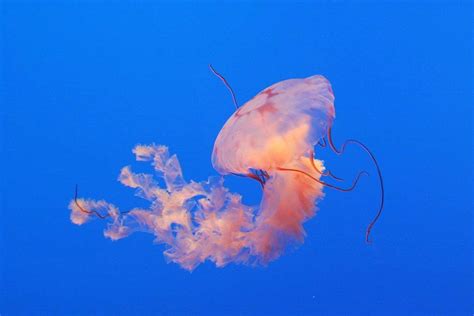 Do Jellyfish Change Colors