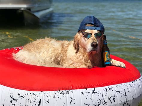 Dog Loves The Pool So Much That She Falls Asleep Every Time She Swims - The Dodo