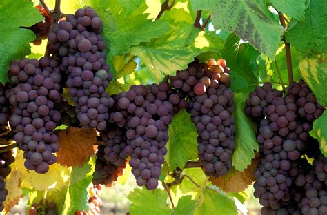 All the Grapes Used in Champagne, Explained | Wine Enthusiast