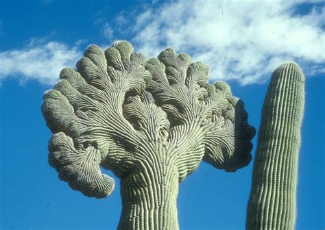 Saguaro’s Giant Cacti: Nature’s Prickly Beauty - US Parks