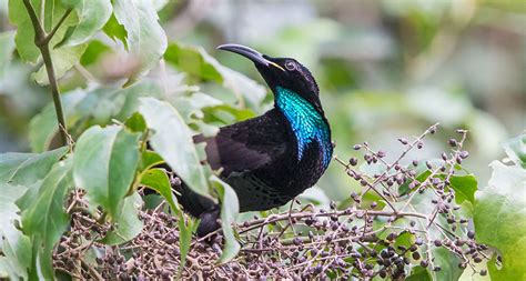 Why some birds of paradise have ultrablack feathers