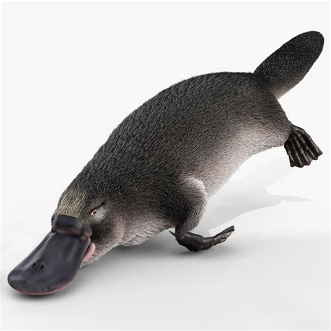 3d platypus fur pose 1