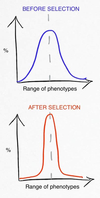 Stabilizing Selection: Examples, Definition & Graph - Video & Lesson Transcript | Study.com