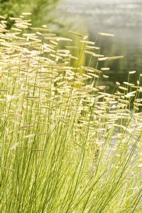 Blonde Ambition Blue Grama Grass, Monrovia Plant