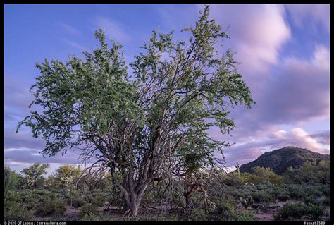 » A Tree in Ironwood Forest National Monument - from QT Luong's Blog