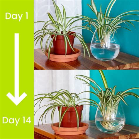 Simple Spider Plant Propagation - gardenstead