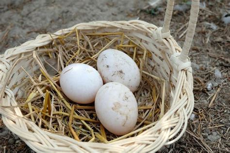 Muscovy Duck Egg Laying Incubation Guide | Earth Life