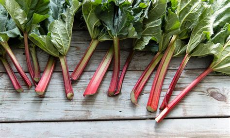 3 Rhubarb Recipes To Delight Your Taste Buds! - SPUD.ca