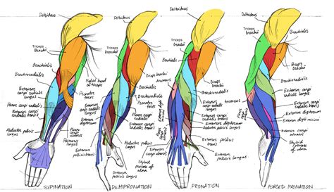 TuesdayArtGroup: Nice, Neat. Color Coded Arm Anatomy