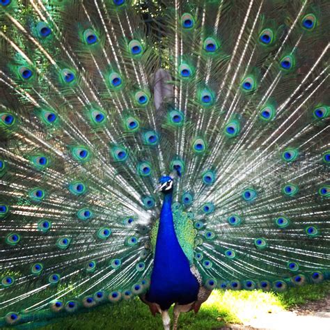 Peacock at Grounds for Sculpture #groundsforsculpture #sculpturegardens | Pavo real, Pavo