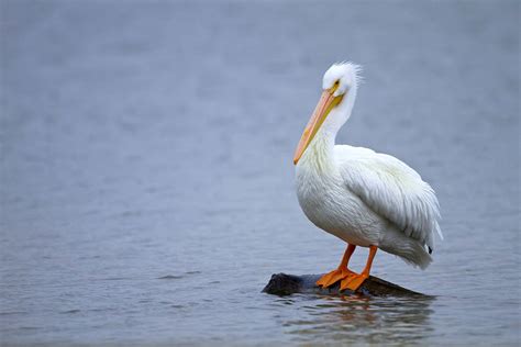 White Pelican - eMuseum of Natural History