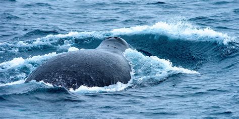 Whales in Greenland - The Giants of the Sea