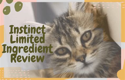 Instinct Limited Ingredient Grain-Free Wet Cat Food Review - OliveKnows