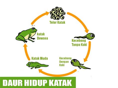 Tahapan Lengkap Proses Metamorfosis Katak Gambar Mewarnai Rumah - IMAGESEE