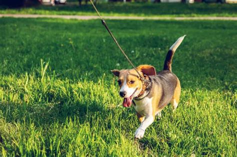 Leash Training A Puppy - Dogschool.com