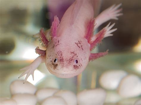 The World's Most Stunningly Pink Animals - WorldAtlas