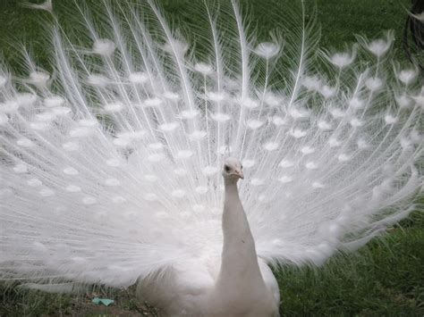 Albino Peacock - What You Need to Know! - Northern Nester