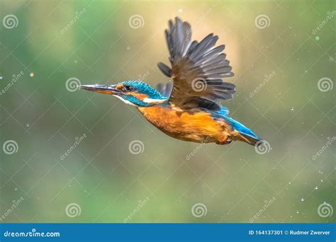 Common European Kingfisher Flying Stock Image - Image of alcedo, emerge ...