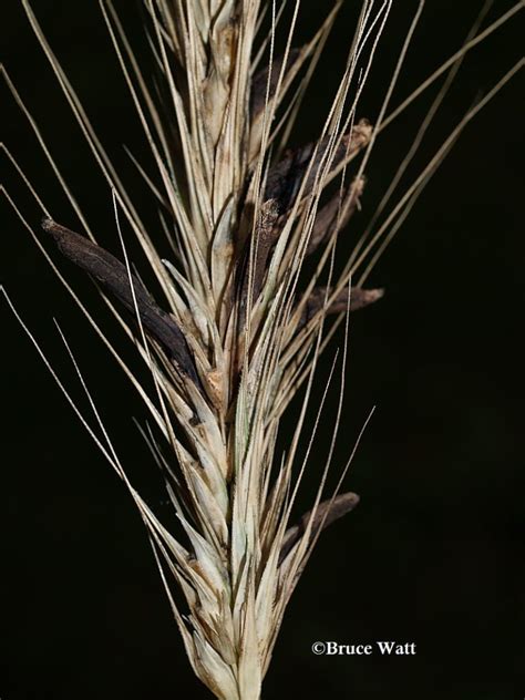 Rye - Ergot - Cooperative Extension: Insect Pests, Ticks and Plant Diseases - University of ...