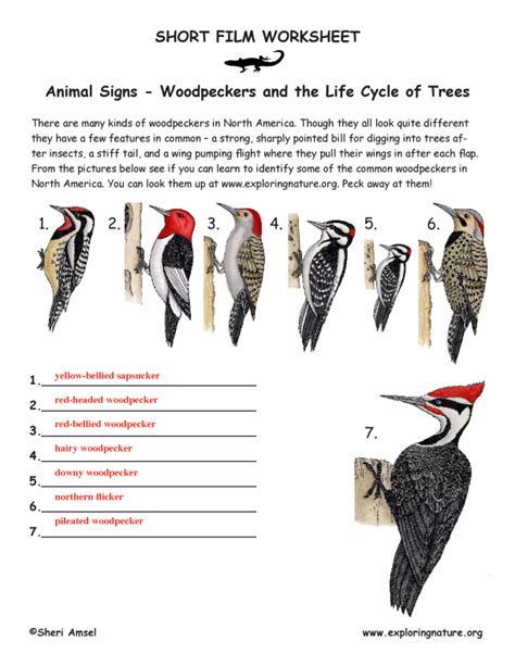 Woodpeckers in Your Forest -- Learn to Identify Them