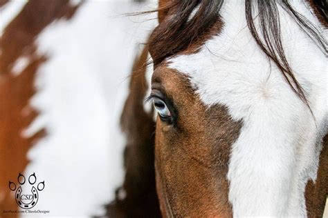 The Blue Eye | Horse painting, Beautiful horses, Horses