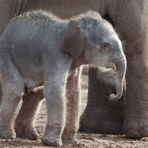 Pregnant Elephant Giving Birth