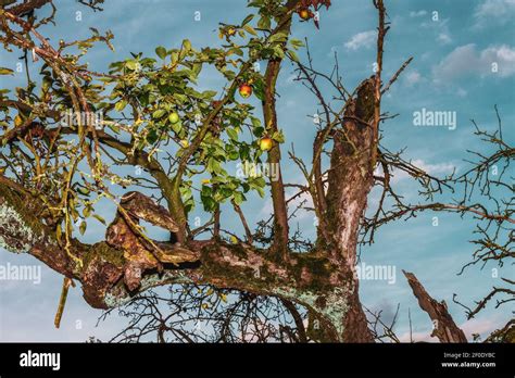 old apple tree with fruits Stock Photo - Alamy