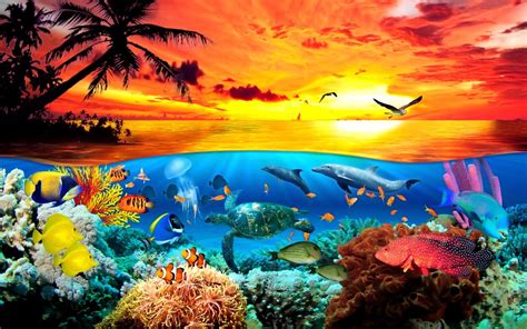 Sea Animals Wallpapers - Top Free Sea Animals Backgrounds - WallpaperAccess