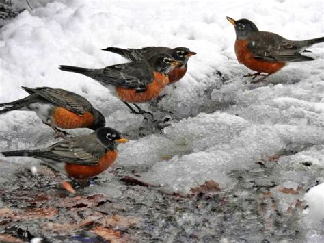 640+ American Robin Winter Stock Photos, Pictures & Royalty-Free Images - iStock