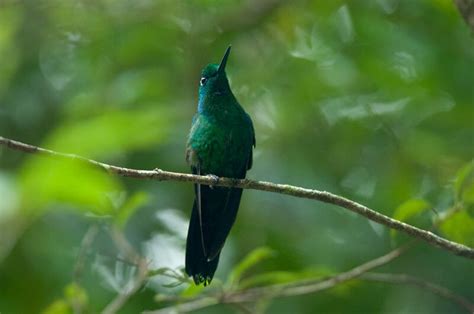 Wildlife of Monteverde Cloud Forest Reserve, Costa Rica