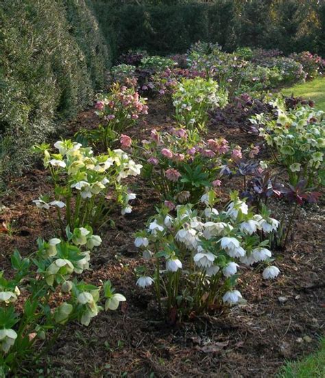 Hellebore Garden | Plants, Plants uk, Deer resistant garden