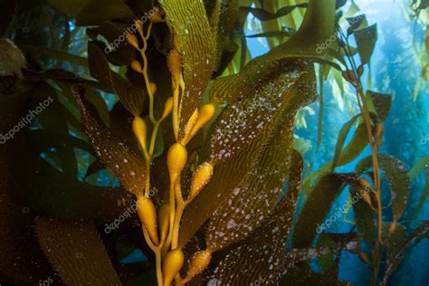 Los bosques de algas gigantes, Macrocystis pyrifera, crecen comúnmente en las frías aguas a lo ...