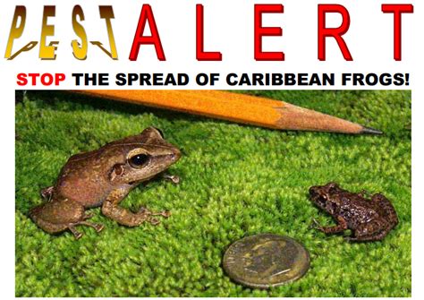 Coqui Frogs – Sierra Club Maui Group